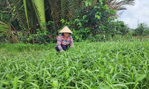 Nông dân Khmer huyện Vĩnh Lợi thoát nghèo từ mảnh vườn