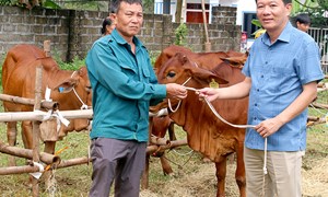 Phù Ninh: Tạo sinh kế cho người nghèo