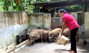 Huyện Yên Lập: Đào tạo nghề cho đồng bào dân tộc thiểu số