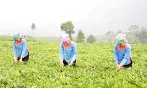 Lai Châu: Tạo sinh kế bền vững cho đồng bào dân tộc thiểu số