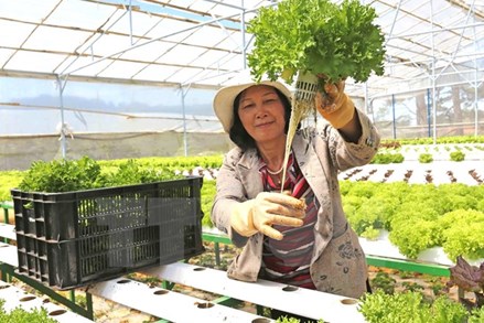 Một số giải pháp nhằm phát huy vai trò của nông dân Việt Nam hiện nay 