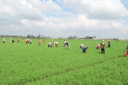Tích tụ và tập trung đất đai để phát triển nền nông nghiệp hàng hóa lớn ở Kiên Giang