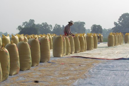 Vì sao Trung Quốc đột nhiên tăng mua gạo từ Việt Nam?
