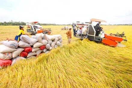 Xuất khẩu gạo: Bị phản ánh “không tiếp thu” ý kiến, Bộ Công Thương nói gì?