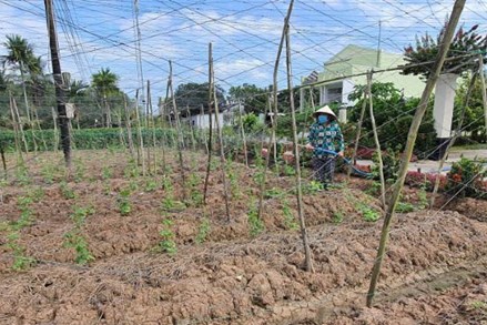 Bạc Liêu: Hỗ trợ đồng bào Khmer phát triển sản xuất trong mùa dịch