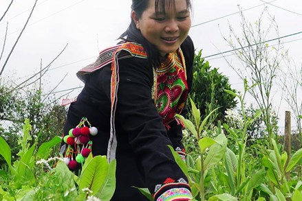 Phú Yên: Phụ nữ dân tộc thiểu số giúp nhau làm kinh tế