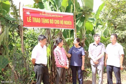 Ủy ban MTTQ Việt Nam tỉnh Đắk Lắk: Trao bò sinh sản cho gia đình chính sách và hộ nghèo của huyện Cư Kuin