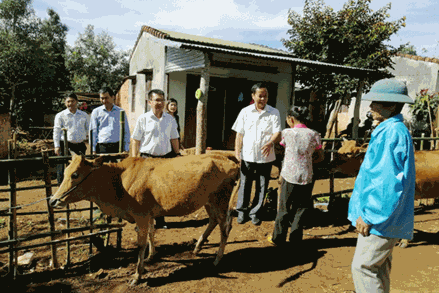 Kon Tum:Tổ chức Lễ trao bò sinh sản cho hộ nghèo trên địa bàn huyện Đăk Tô