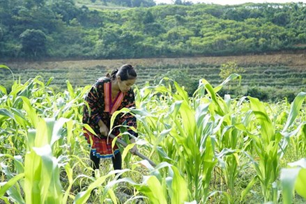 Những con số “biết nói” trong quá trình giảm nghèo bền vững ở Việt Nam