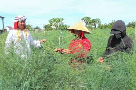 Cộng đồng Chăm Hồi giáo Bàni tỉnh Ninh Thuận đoàn kết phát triển kinh tế, xây dựng cuộc sống ấm no, “tốt đời, đẹp đạo”