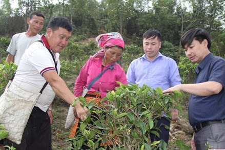 Sơn La: Phát triển kinh tế - xã hội vùng đồng bào dân tộc thiểu số