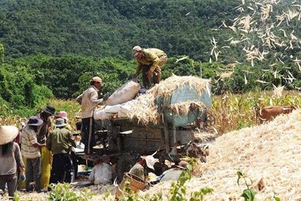 Bình Thuận: Quyết sách giúp vùng dân tộc thiểu số và miền núi phát triển bền vững
