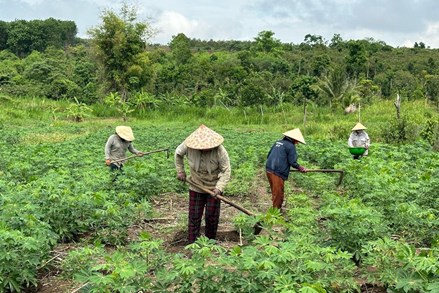 Phú Yên: Triển khai các mô hình kinh tế giúp các hộ nghèo phát triển giai đoạn 2024-2029