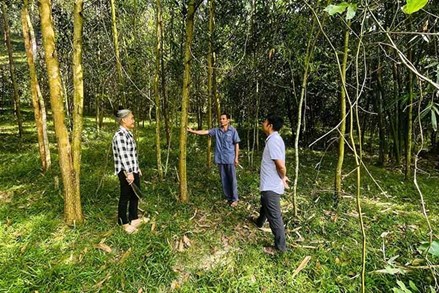 Huyện Như Xuân (Thanh Hóa): Chăm lo tạo sinh kế cho người nghèo và đồng bào dân tộc thiểu số