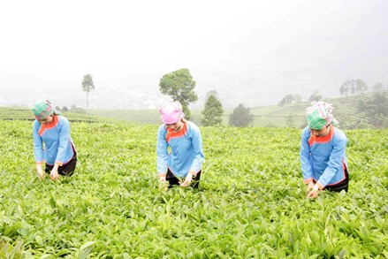 Lai Châu: Tạo sinh kế bền vững cho đồng bào dân tộc thiểu số