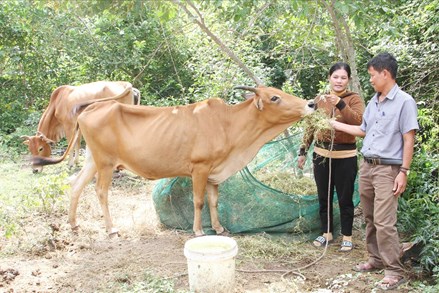 Ninh Thuận: Tạo sinh kế bền vững cho đồng bào dân tộc thiểu số