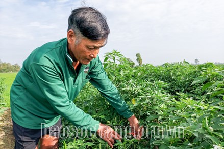 Mô hình giúp nông dân Khmer nâng cao thu nhập