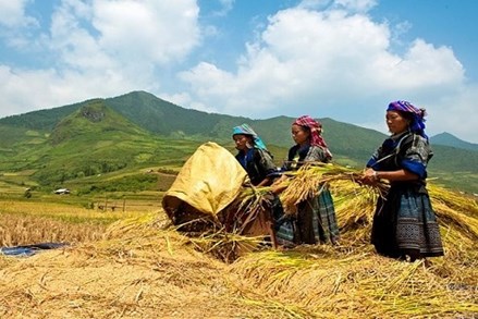 Tạo sinh kế bền vững cho đồng bào dân tộc thiểu số  