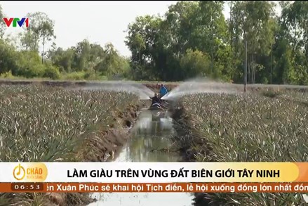 Alo Chào buổi sáng - VTV1 - 07/02/2022 - Làm giàu trên vùng đất biên giới Tây Ninh
