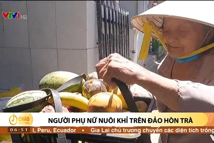 Alo Chào buổi sáng - VTV1 - 03/07/2022 - Người phụ nữ nuôi khỉ trên đảo Hòn Trà