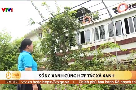 Alo Chào buổi sáng - VTV1 - 29/07/2024 - Sống xanh cùng hợp tác xã xanh