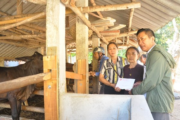 Quảng Ngãi: Sơn Tịnh hỗ trợ 8 con bò giống cho hộ nghèo