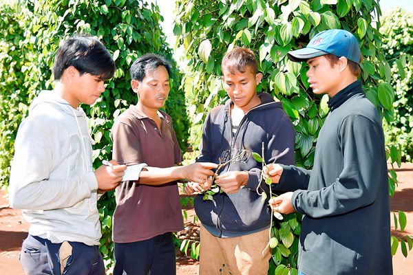 Gia Lai: Đồng bào dân tộc thiểu số  thay đổi nếp nghĩ, cách làm