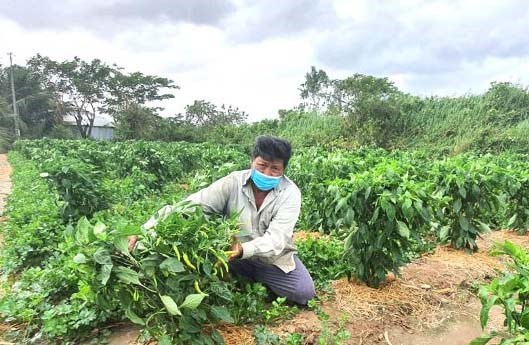 Những nông dân Khmer sản xuất giỏi, góp phần xây dựng quê hương