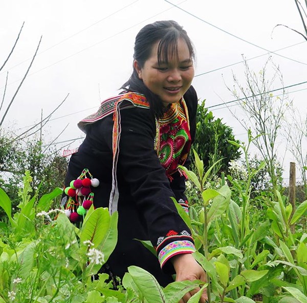 Phú Yên: Phụ nữ dân tộc thiểu số giúp nhau làm kinh tế