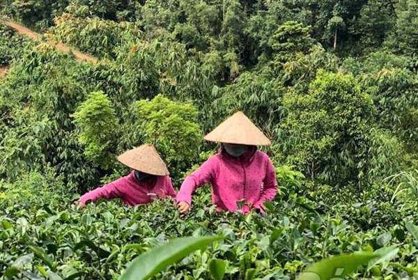 Cuộc sống mới trên bản Dao Bà Rà