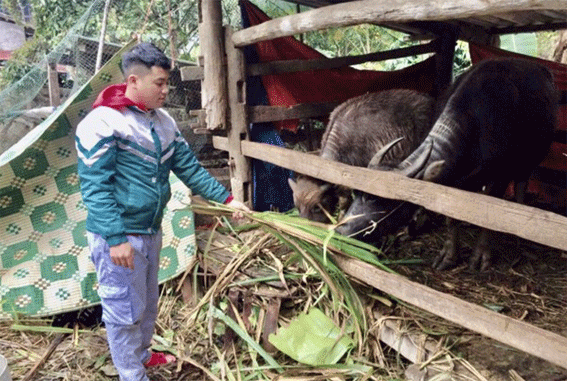 Lũng Tỳ ngày mới