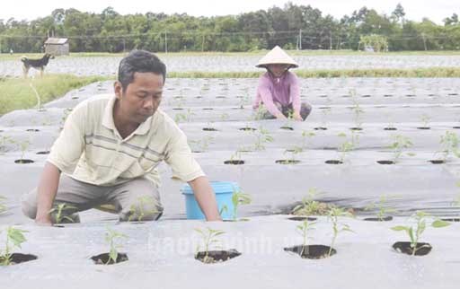 Vùng đồng bào Khmer huyện Cầu Ngang, tỉnh Trà Vinh: Đổi thay từ các chương trình phát triển kinh tế