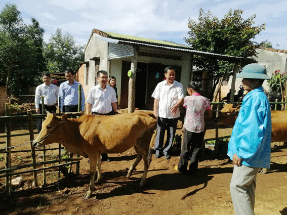 Kon Tum:Tổ chức Lễ trao bò sinh sản cho hộ nghèo trên địa bàn huyện Đắk Tô