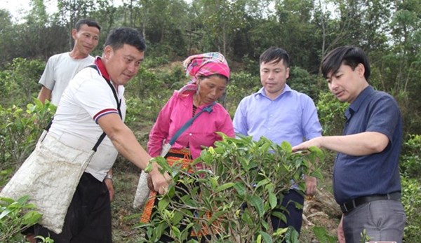 Sơn La: Phát triển kinh tế - xã hội vùng đồng bào dân tộc thiểu số