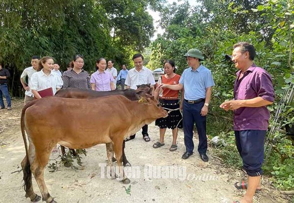 Tuyên Quang:Trao hỗ trợ bò giống sinh sản tại xã Yên Phú, Minh Hương