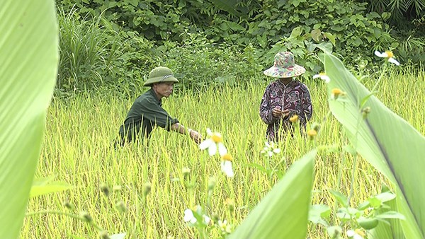 Phát huy vai trò người có uy tín trong đồng bào dân tộc thiểu số ở huyện Đakrông