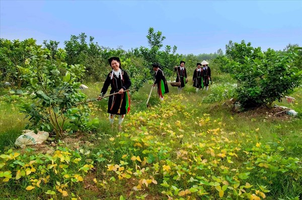 Vĩnh Phúc: Hỗ trợ đất ở, đất sản xuất cho đồng bào dân tộc thiểu số