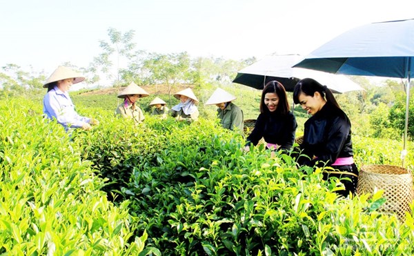 Thái Nguyên hỗ trợ đất đai cho đồng bào dân tộc thiểu số: Phù hợp với điều kiện thực tế