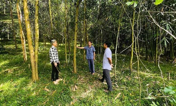 Huyện Như Xuân (Thanh Hóa): Chăm lo tạo sinh kế cho người nghèo và đồng bào dân tộc thiểu số