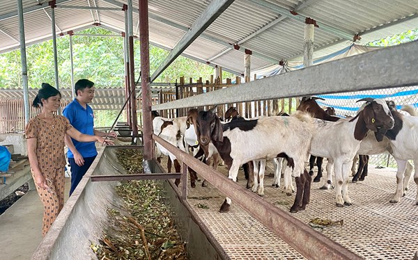 Phú Thọ: Phát triển kinh tế - xã hội vùng đồng bào dân tộc thiểu số và miền núi