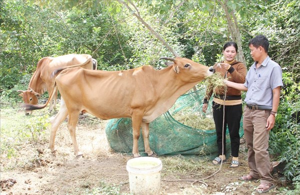 Ninh Thuận: Tạo sinh kế bền vững cho đồng bào dân tộc thiểu số