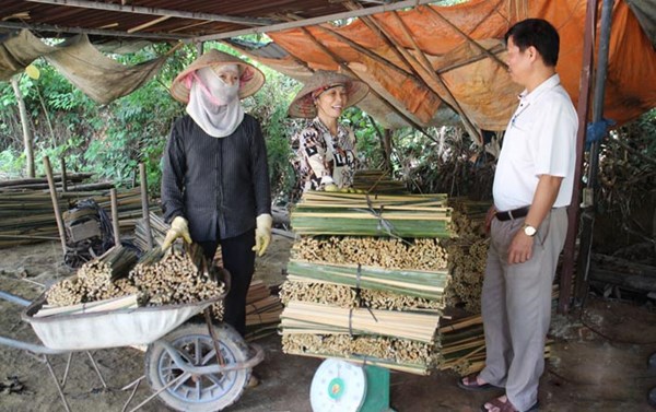 Hợp Tiến: Tạo sinh kế giảm nghèo vùng đồng bào dân tộc thiểu số