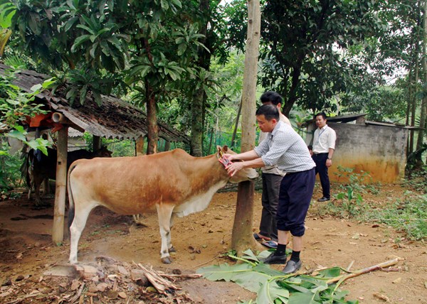 Hà Giang: Vị Xuyên với công tác giảm nghèo bền vững