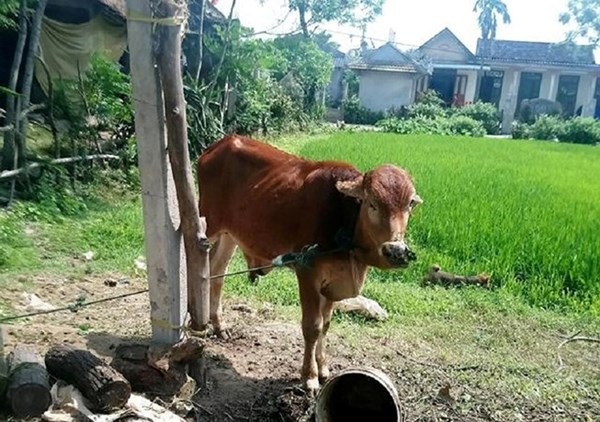 Ủy ban Trung ương MTTQ Việt Nam yêu cầu giám sát vụ việc bò giống bị cấp phát sai đối tượng tại Quảng Trị