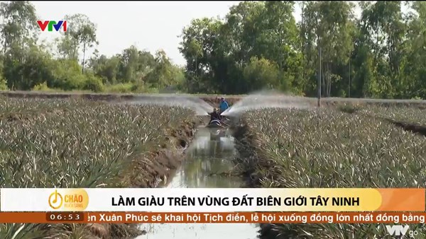 Alo Chào buổi sáng - VTV1 - 07/02/2022 - Làm giàu trên vùng đất biên giới Tây Ninh