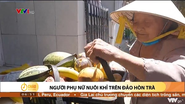 Alo Chào buổi sáng - VTV1 - 03/07/2022 - Người phụ nữ nuôi khỉ trên đảo Hòn Trà