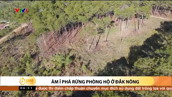 Alo Chào buổi sáng - VTV1 - 26/02/2023 - Âm ỉ phá rừng phòng hộ ở Đắk Nông