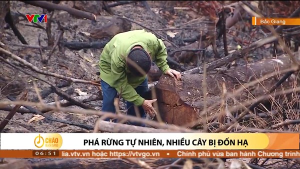 Alo Chào buổi sáng - VTV1 - 18/03/2023 - Phá rừng tự nhiên, nhiều cây bị đốn hạ