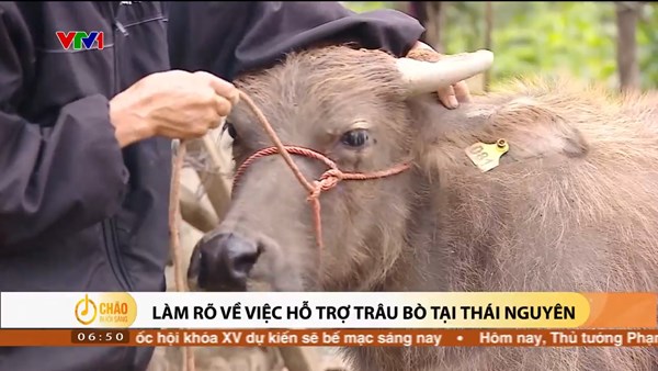 Alo Chào buổi sáng - VTV1 - 18/01/2024 - Làm rõ về việc hỗ trợ trâu bò tại Thái Nguyên
