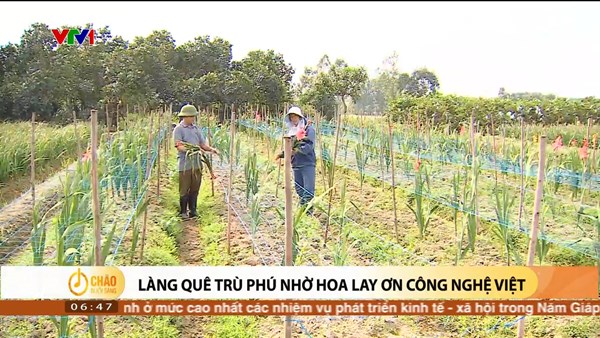Alo Chào buổi sáng - VTV1 - 09/02/2024 - Làng quê trù phú nhờ hoa lay ơn công nghệ Việt